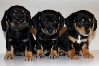 Image of Puppies