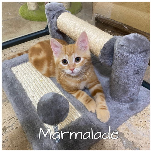 Marmalade