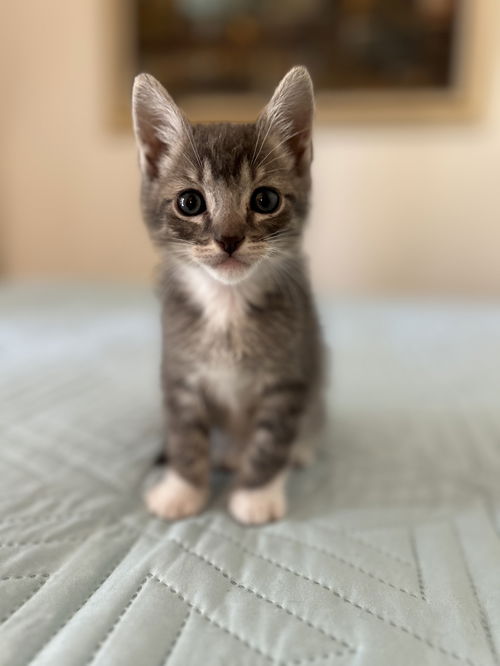 Winston