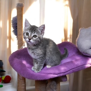 Pixie