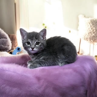 Piper