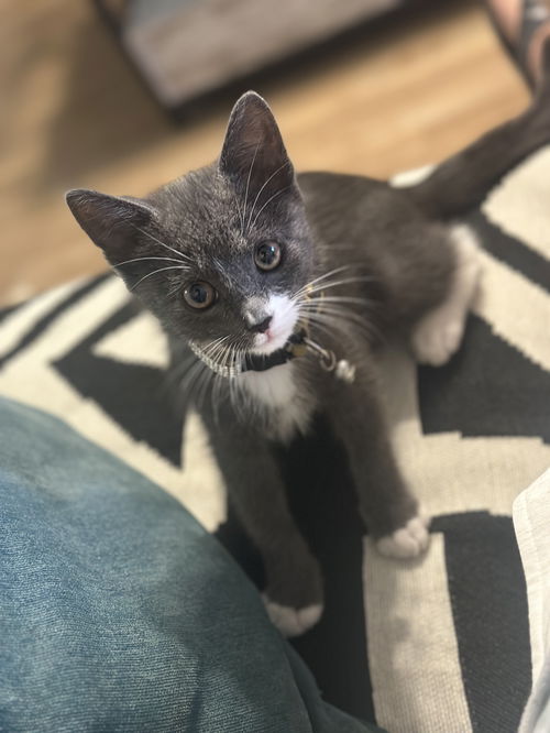 Mittens