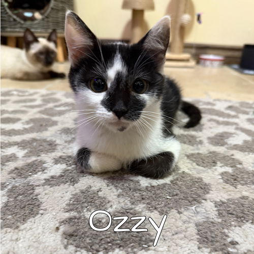 Ozzy