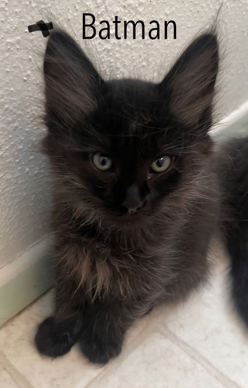 Batman