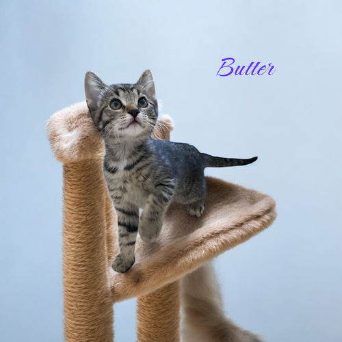 Butter