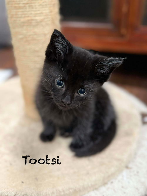 Tootsie