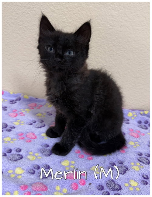 Merlin