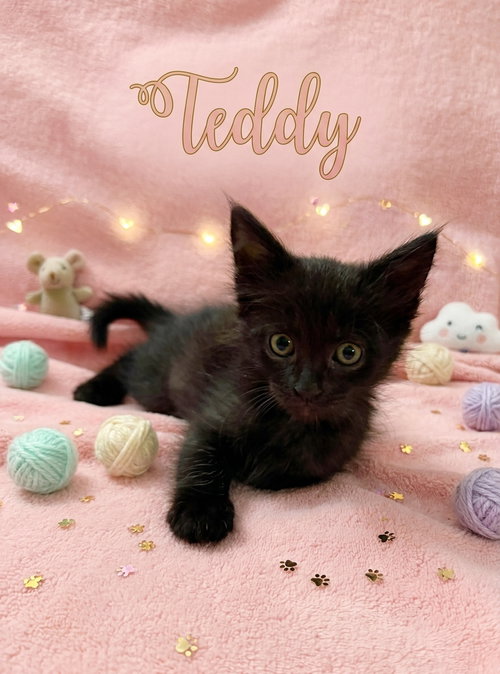 Teddy