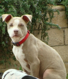 Hazel