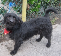 Blackie