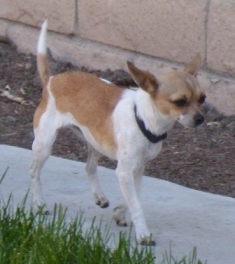 Pixie