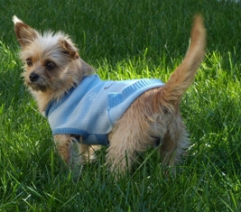 Brownie