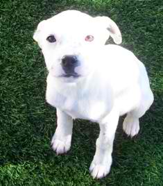 Daisy