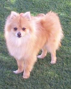 Lola