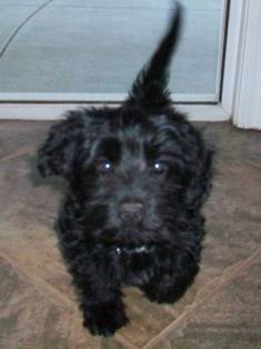 Pepper