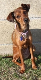 Lily