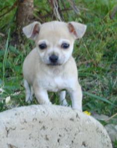Tootsie