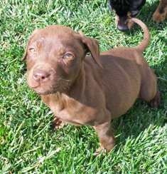 Brownie