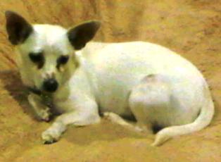 Tinkerbell