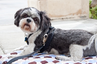 Moki