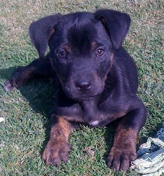 Buster
