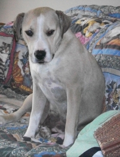 Piper