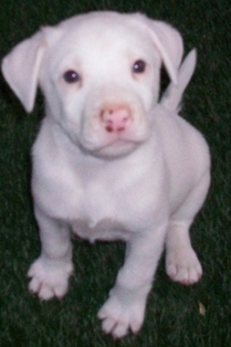 Whitey