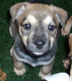 Ruben