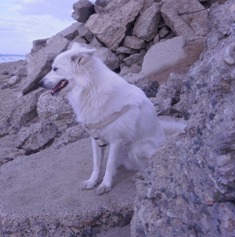 Rex