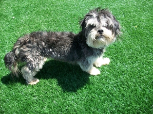 Annie