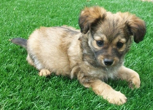 Bodhi