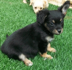 Gypsy