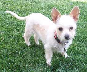 Lulu