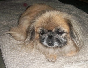Annabell