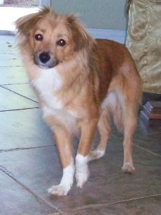 Lady