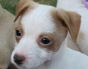 Rascal