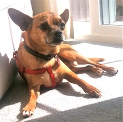 Buster