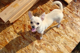 Poochie