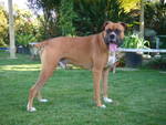 Scooby
