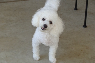 Sammy