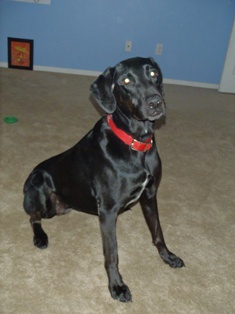 Josie