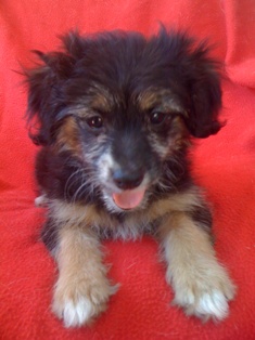Gypsy