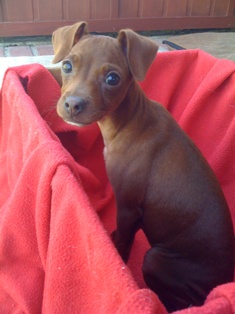 Coco