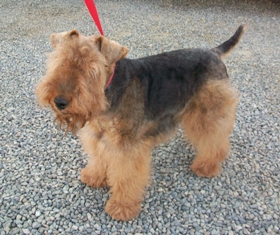 Tilly