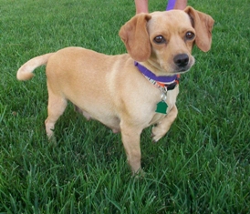 Gidget