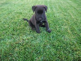Henry