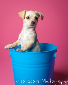 Taffy