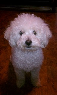 Molly