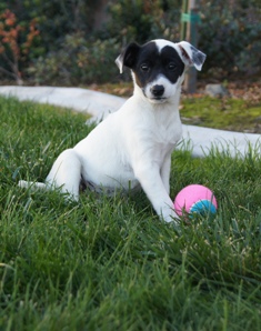 Bailey