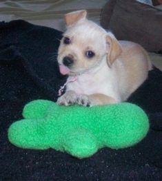 Grover